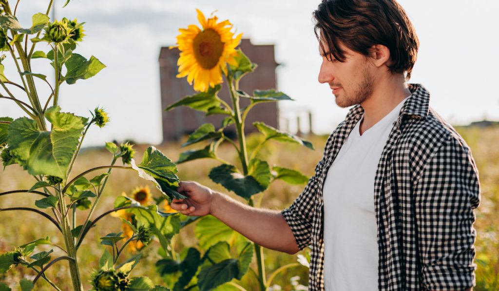 agronomist holding sunflower leaf