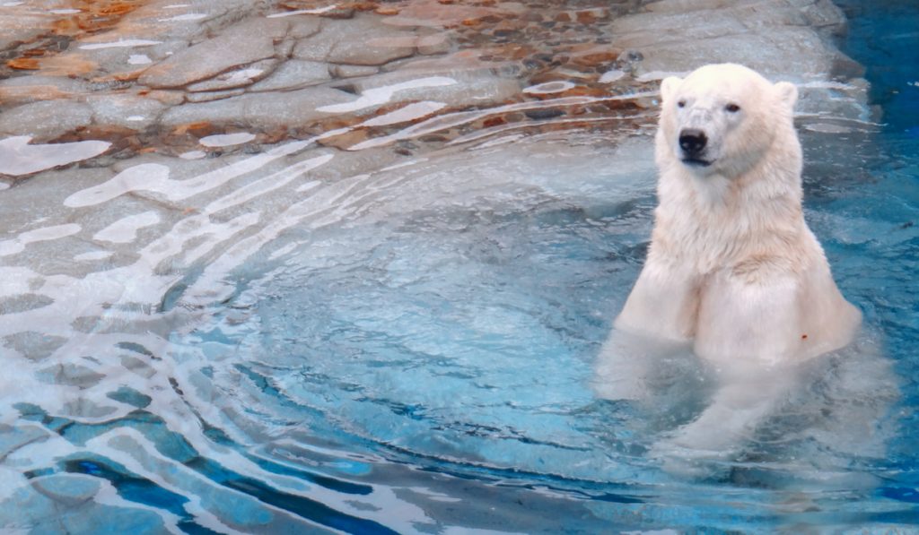 polar bear bathing