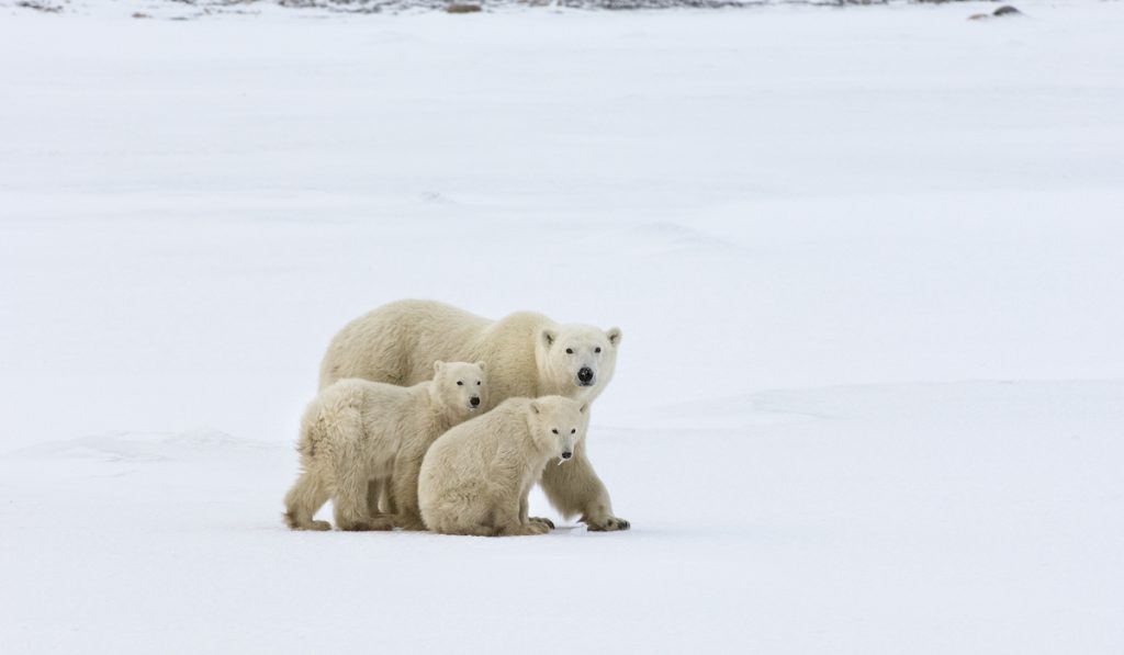 polar bear mom and her twins