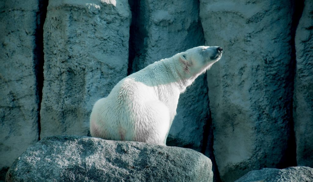 polar bear smelling the air