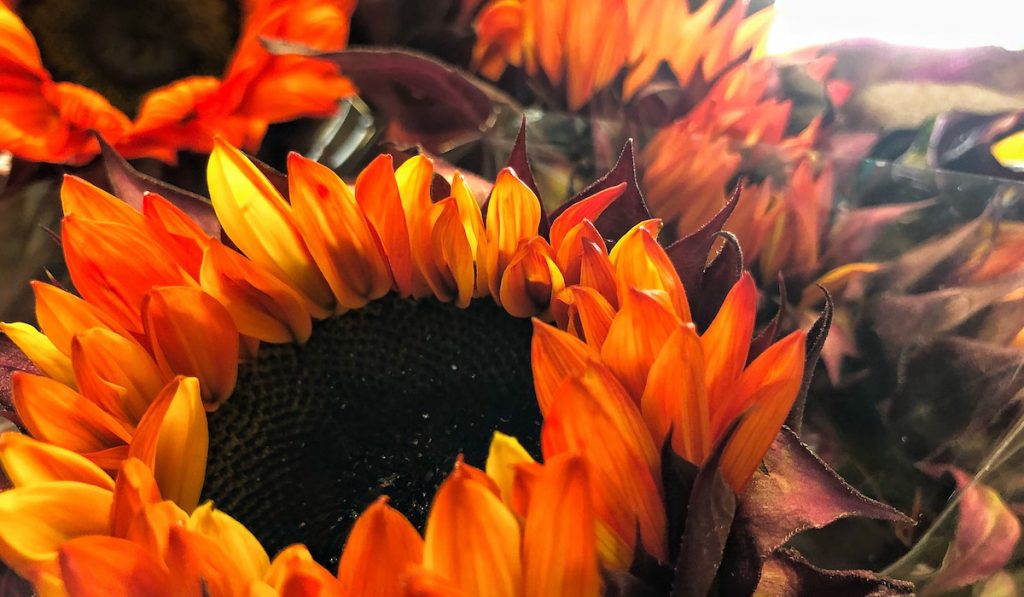 red sunflowers