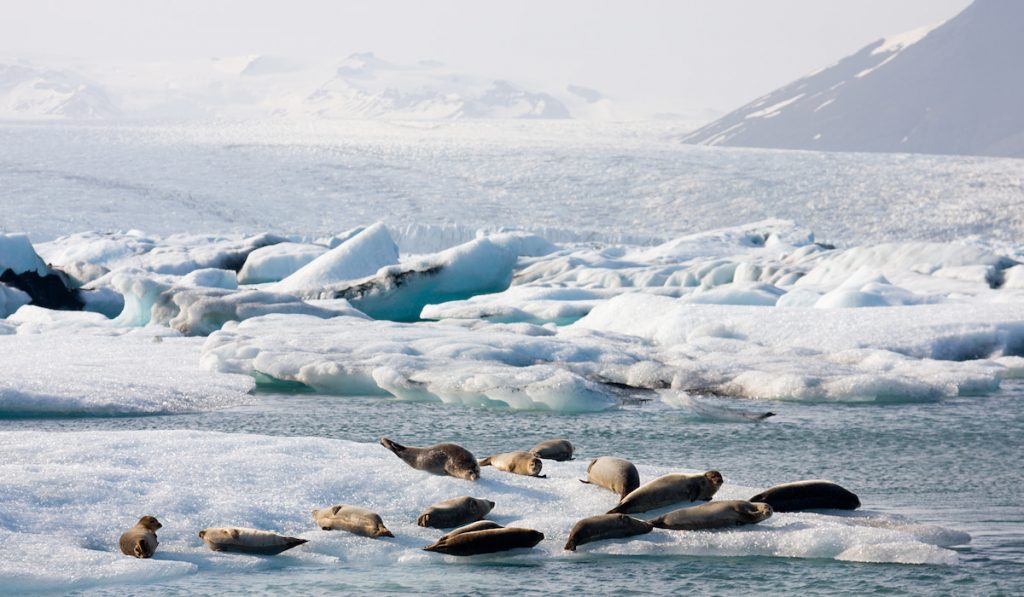 seals in iceland