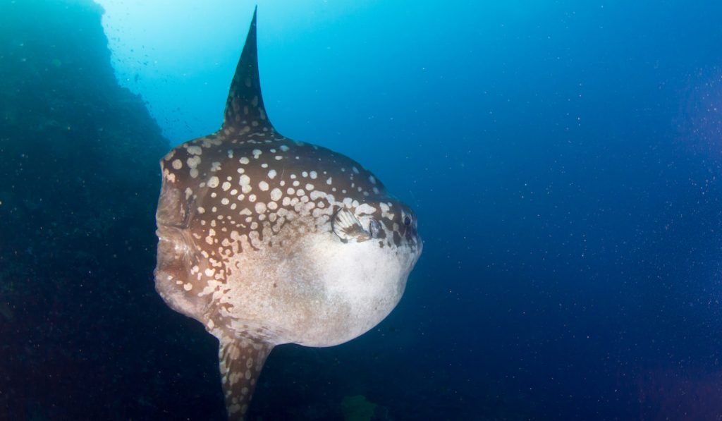 sunfish swimming in the deep