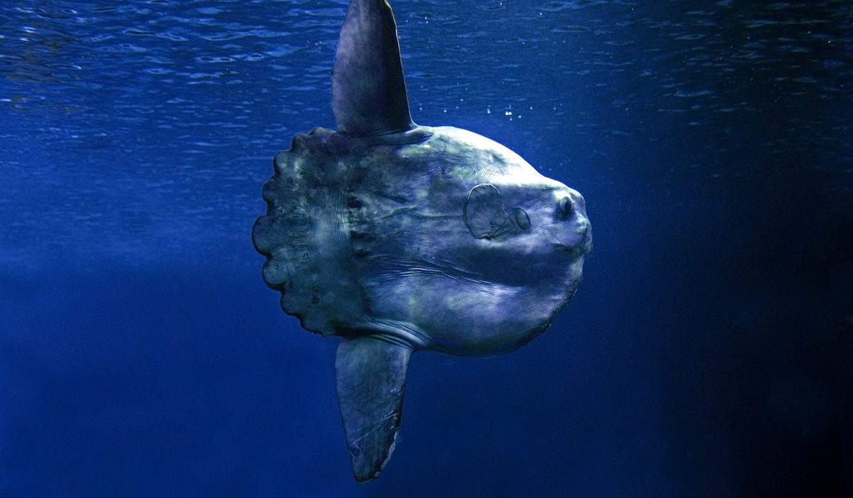 sunfish swimming