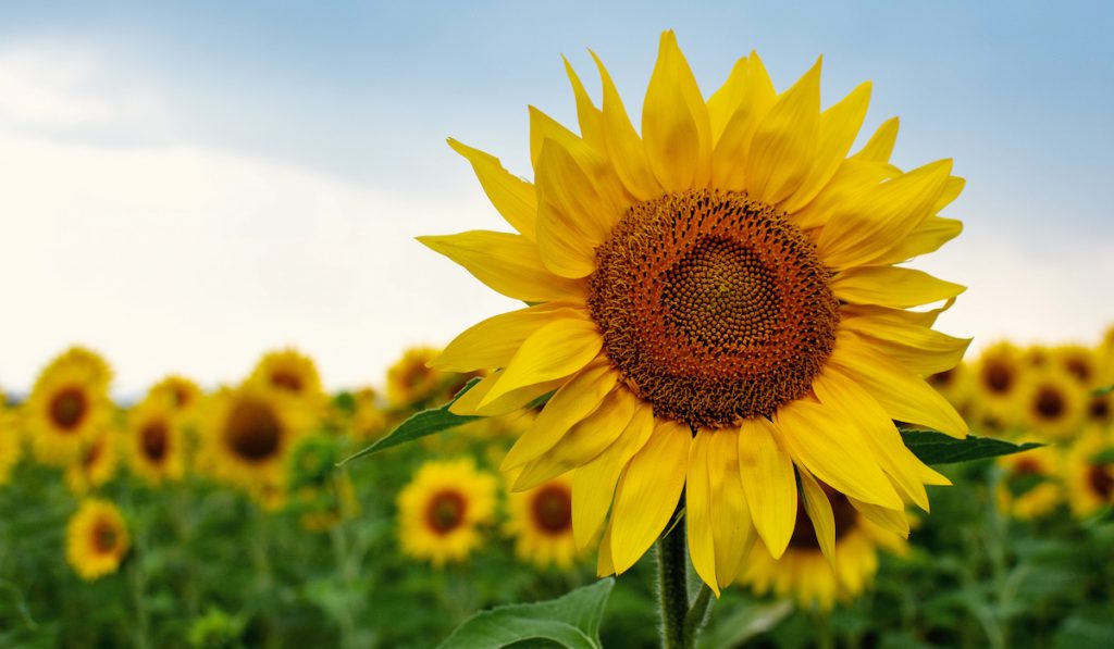 sunflower closeup