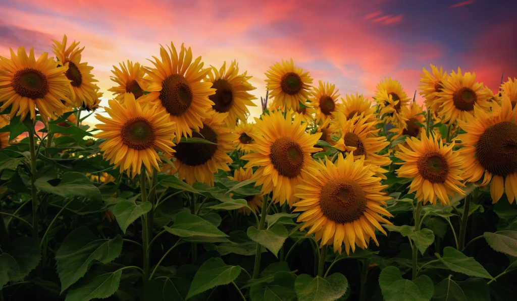 sunflowers at sunset