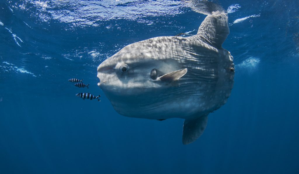 swimming mola mola