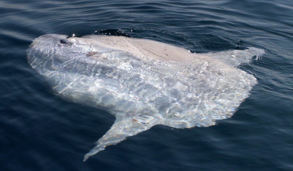 unbathing sunfish