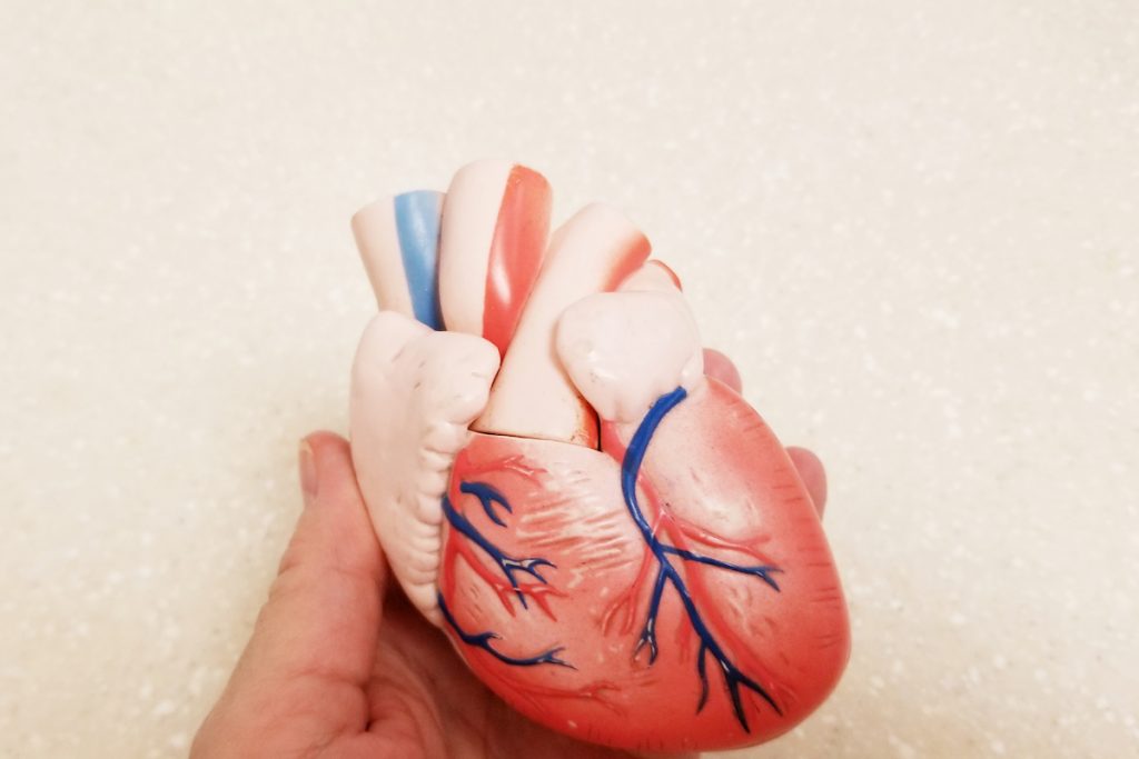 human heart model