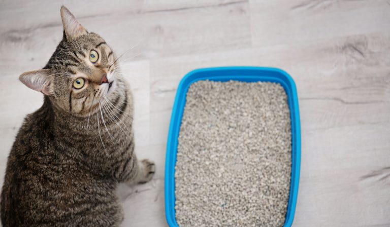 What Can You Do With Unused Cat Litter? (9 Effective Uses!)