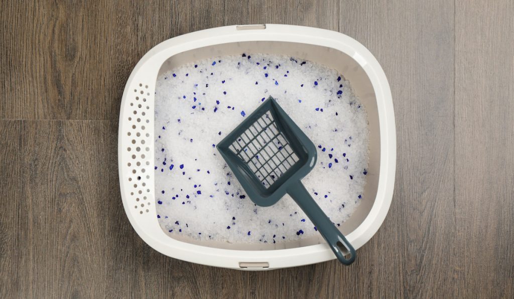 Cat litter tray with filler and scoop on wooden floor, top view
