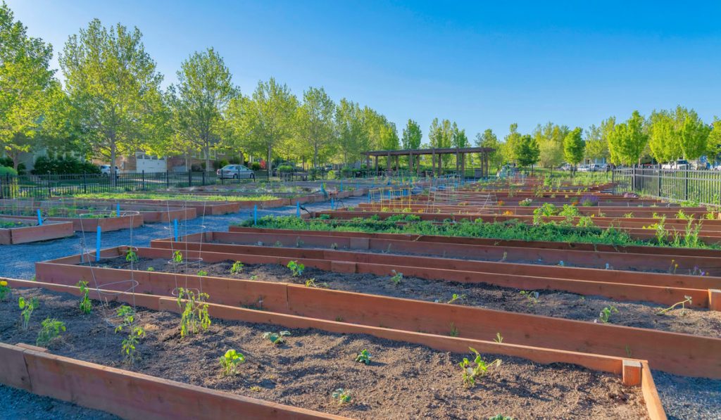 Garden beds with wood planks wall in a community garden