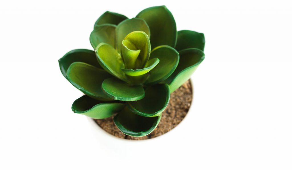 Small artificial indoor plant on a white background
