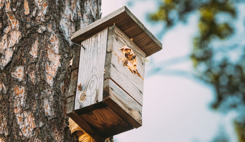 Wooden Birdhouse attached to a tree 