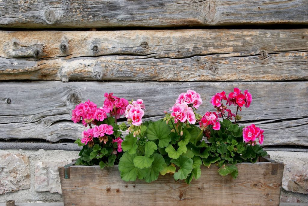 Wooden planter box with geraniums