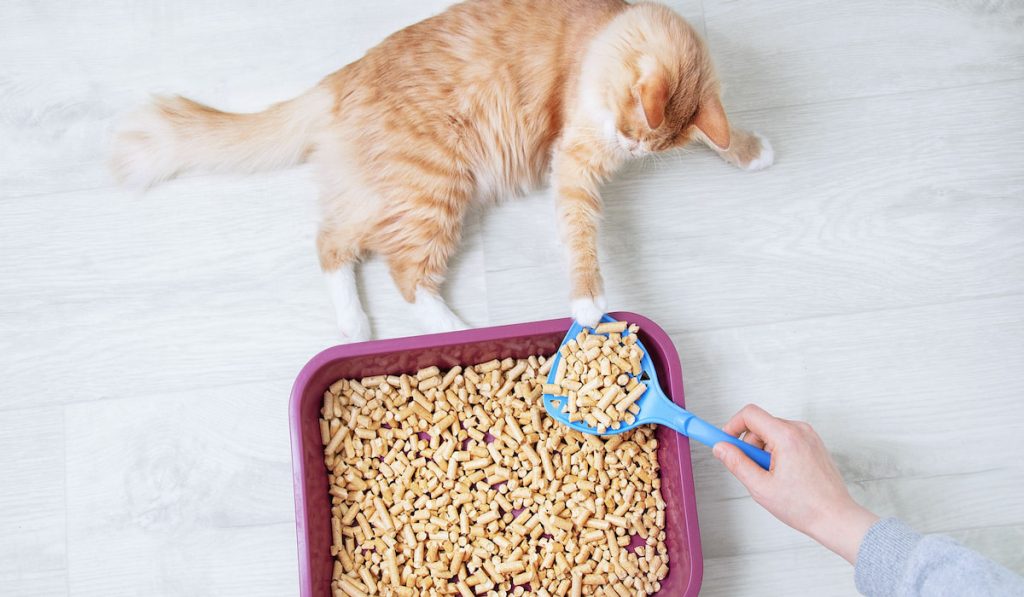 cat litter close-up, ginger cat at the tray. view from above