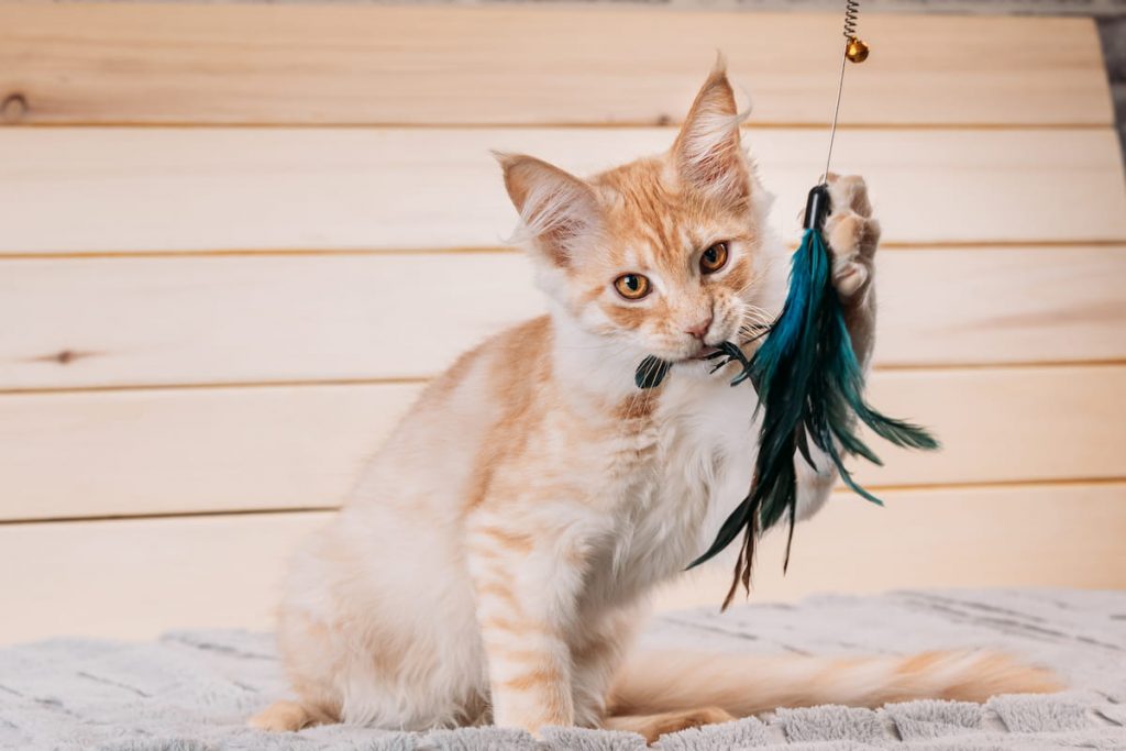 Curious Red Ginger Maine Coon Cat Playing With Toy