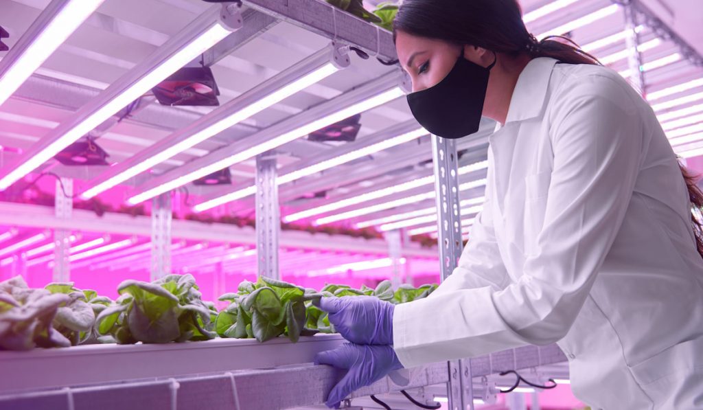 Side view of young female scientist in lab coat and protective mask and gloves examining green lettuce, growing in hydroponic tanks under UV lamps