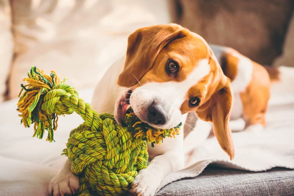 dog with rope toy on sofa excited about biting a rope