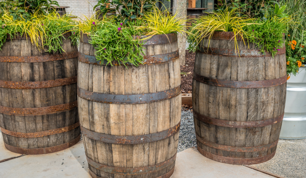 A grouping of old antique oak barrels as planters closeup with a variety of flowers and plants outdoors on a patio on a sunny day in autumn
