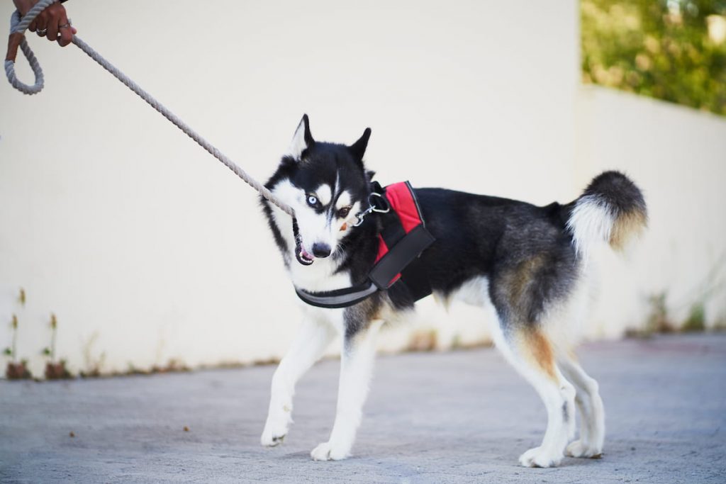 siberian husky dog biting her dog leash