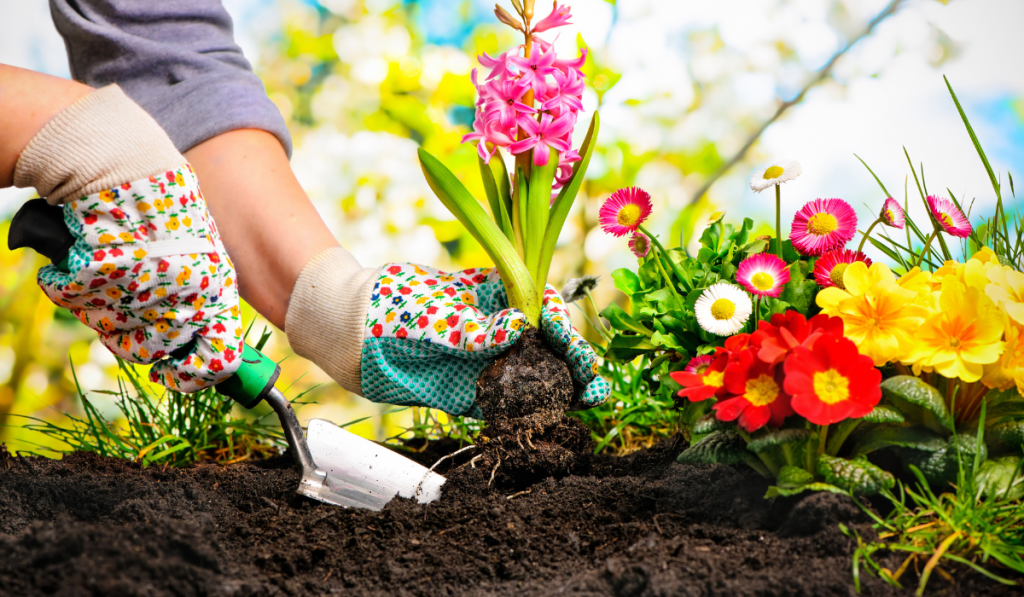 Gardeners hands planting flowers at back yard
