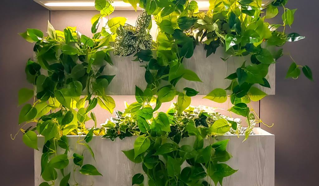 Vertical garden green ivy in wall hanging wooden pots or racks with warm white color LED lighting