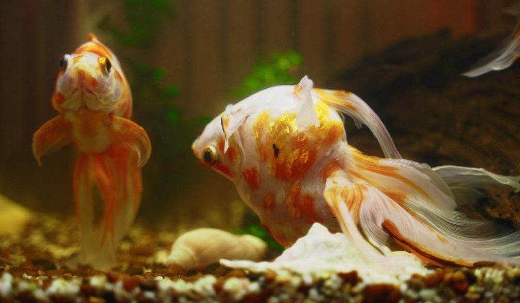 Alive and dead goldfish in an aquarium