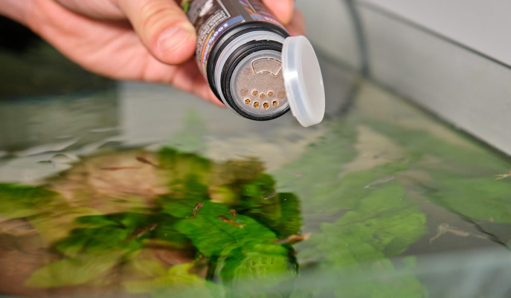 Close up of a hand feeding fish in a freshwater aquarium