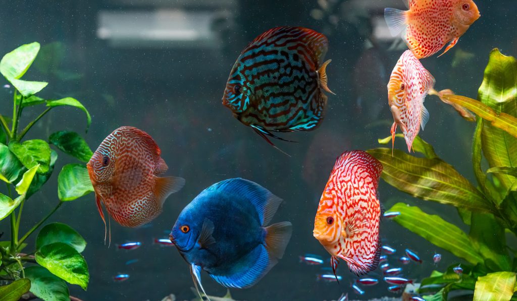 Colorful fish from spieces Symphysodon discus in aquarium