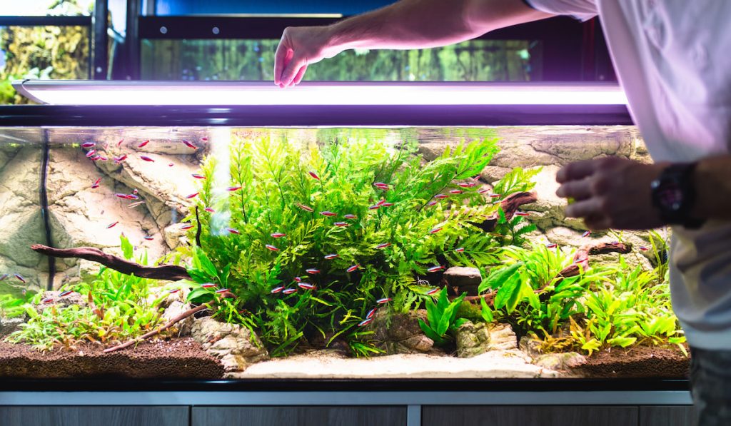 Male worker in aquarium shop feeding fishes