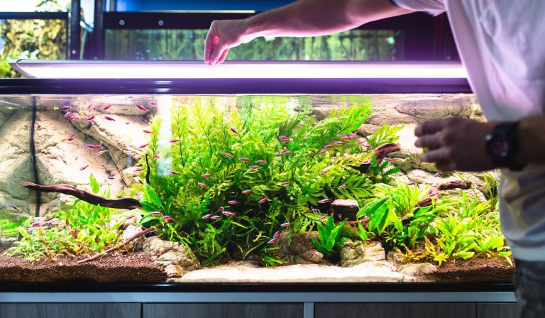 11 Things to Know Before Buying an Aquarium (Read Before Buying!)