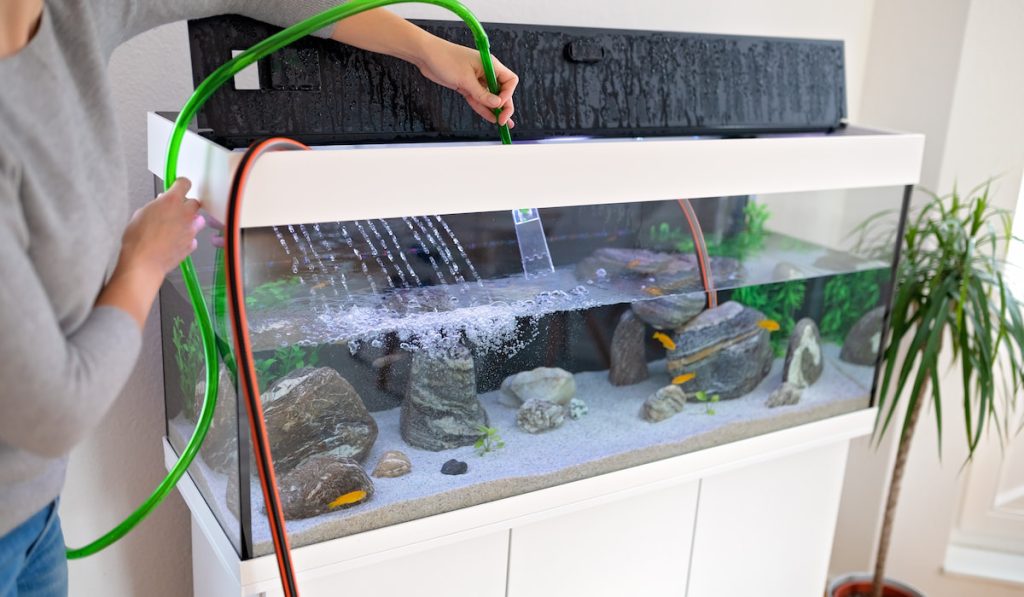 Woman filling water in her new aquarium using siphon in the light room 